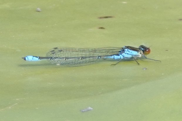 umbellqueen's tweet photo. Small Red-eyed Damselfly at Staveley Nature Reserve yesterday. @YWT_North @BDSYorkshire https://t.co/YKa4asndOU