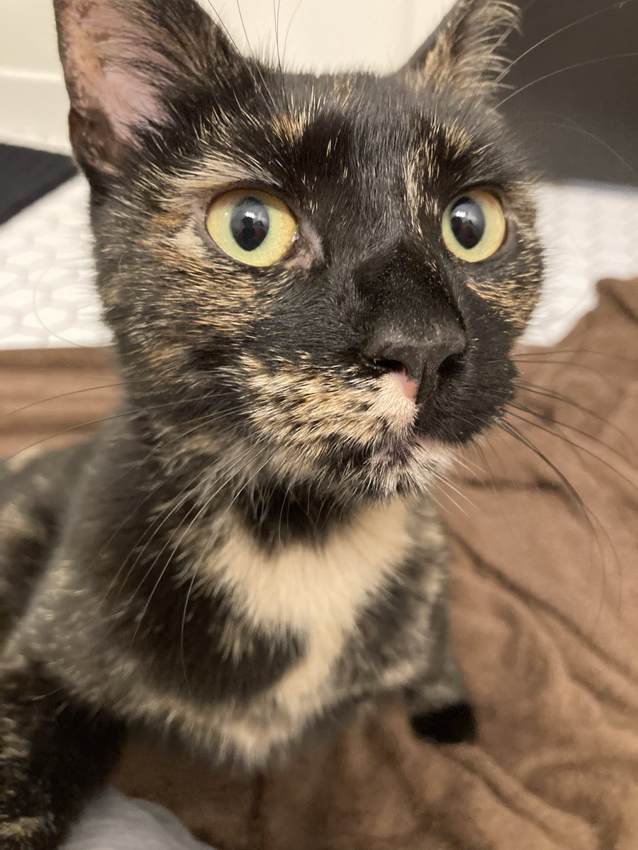 So a little news from over the weekend….Maya now has a little sister! Everyone meet Phoebe!