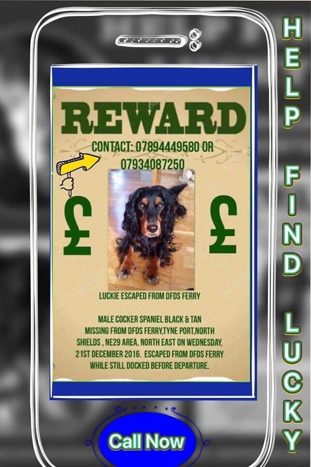 rosieDoc2's tweet photo. MISSING SO LONG NOW BUT NEVER FORGOTTEN
#HelpfindLucky
https://t.co/XugGDrLz2H
https://t.co/Zy6exwaKa8
@juliagarland73 @thedogfinder @JacquiSaid @LisaLisaw1 @HumphriesRita @joannew0112 @gelert01 @bs2510 @BryantDjbryant @HunnyJax @pettheftaware @MissingPetsGB @millypod1 https://t.co/6stN3Z5hiP