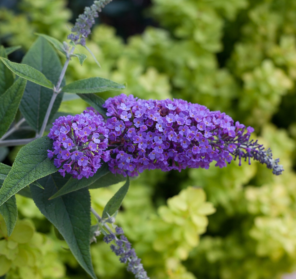 finegardening's tweet photo. I have mixed feelings about growing and promoting butterfly bushes. On the one hand, they are beautiful and reliable garden plants; on the other hand, their weedy nature cannot be denied. Keep these facts in mind before buying one of these shrubs.
https://t.co/P4f48T80LR https://t.co/YJ08ubAlkU