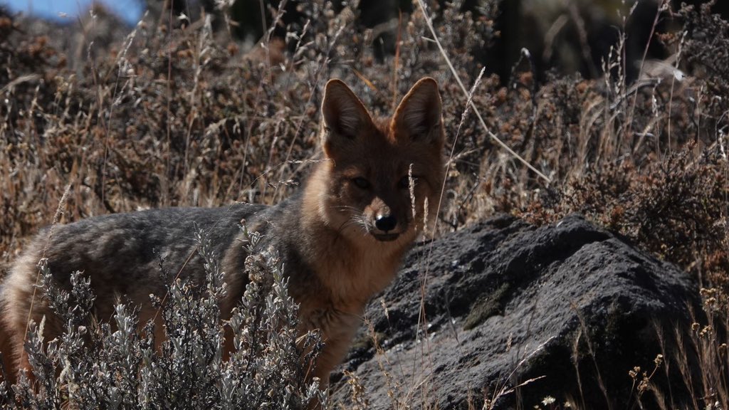 k_gaidzik's tweet photo. Trenching at c. 4000 m asl in #Colca #Peru under judgment and vigilance of viscachas and andean foxes and #Sabancaya in the distance.
#palaeoseismology #activefaults
#NCNOpus @NCN_PL https://t.co/ieDwmGhA6G