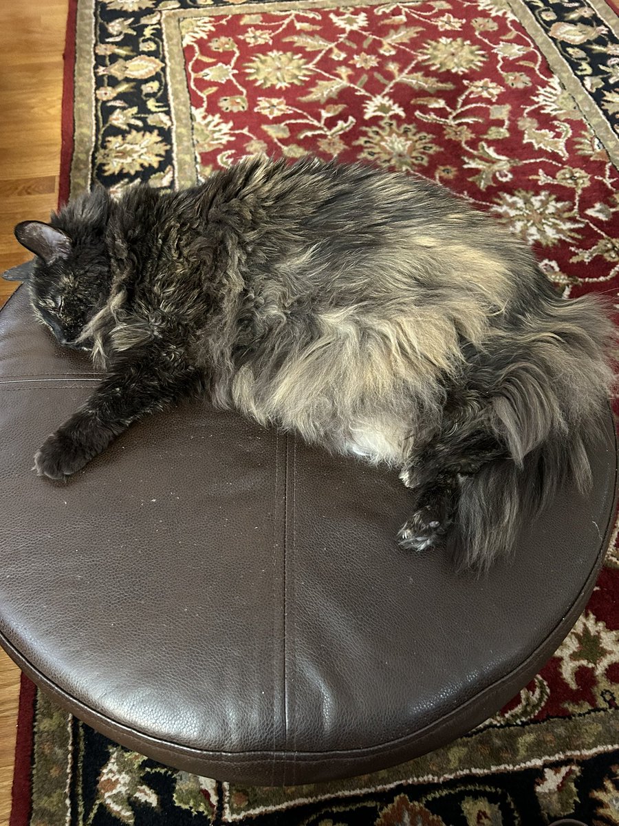 PJSweatt's tweet image. You are smart to be wary of the felines @DylanDreyerNBC 
We have two of the beasts. May look innocent but they are always plotting. Some call it napping … this is actually a “scheming break”.