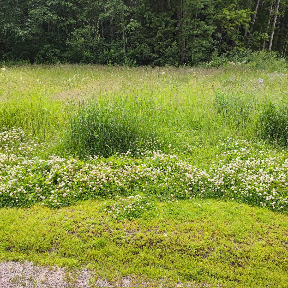 JohannaHellste2's tweet image. Arvostan kotikaupunkiani @VantaanKaupunki tästä: kylässämme on niitetty vain pieni soiro tien vierestä, muu on jätetty niityksi ja apilamättäiksi. ❤️ #pölyttäjät #vantaa