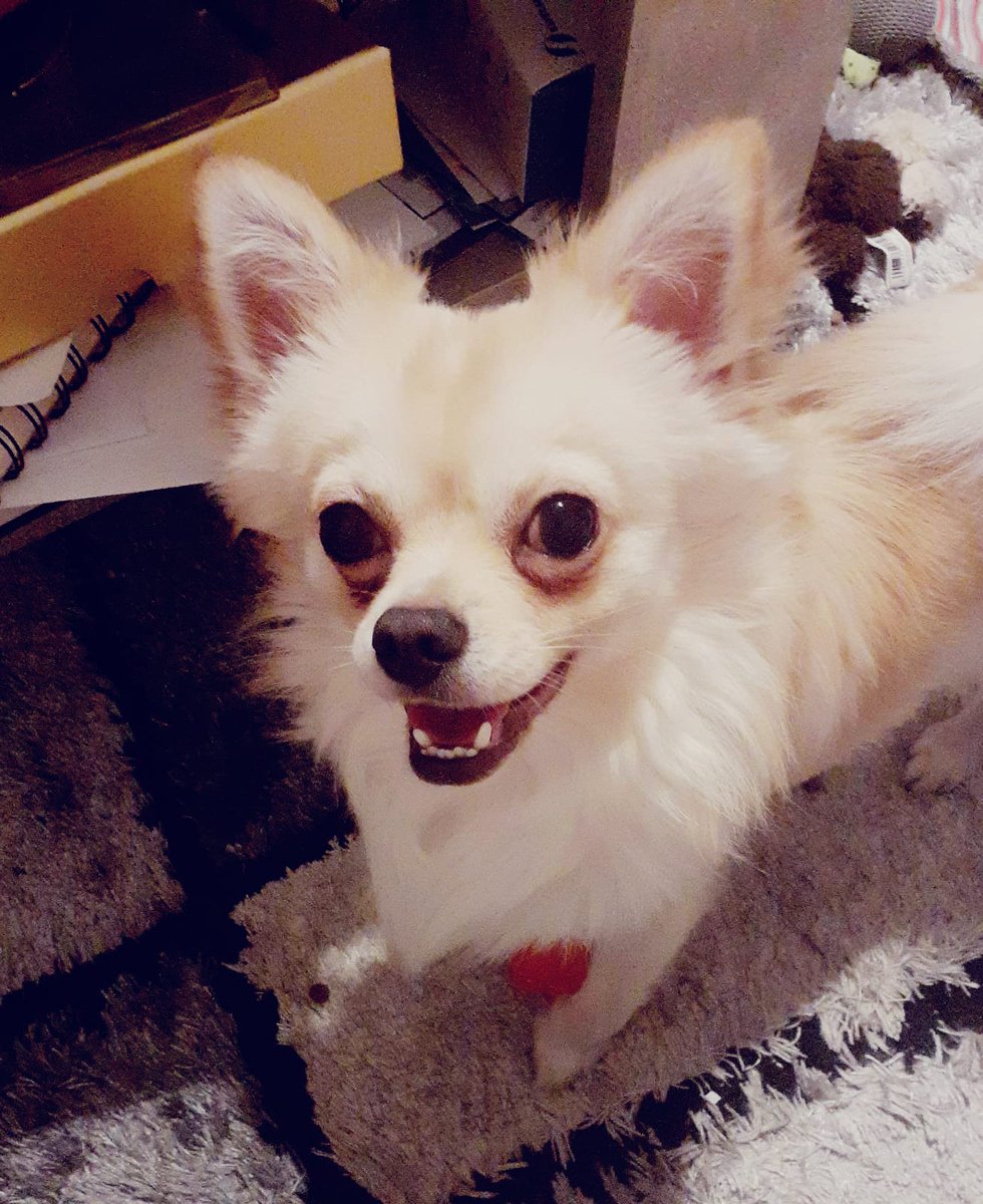 JenniferKamrad's tweet photo. Dog on Twitter #dog #dogontwitter #happy #loveyou #sweet #happydog #lookatme #dog #chihuahua follow for more 
schau mal wie süß ich bin https://t.co/gKikG7VW13