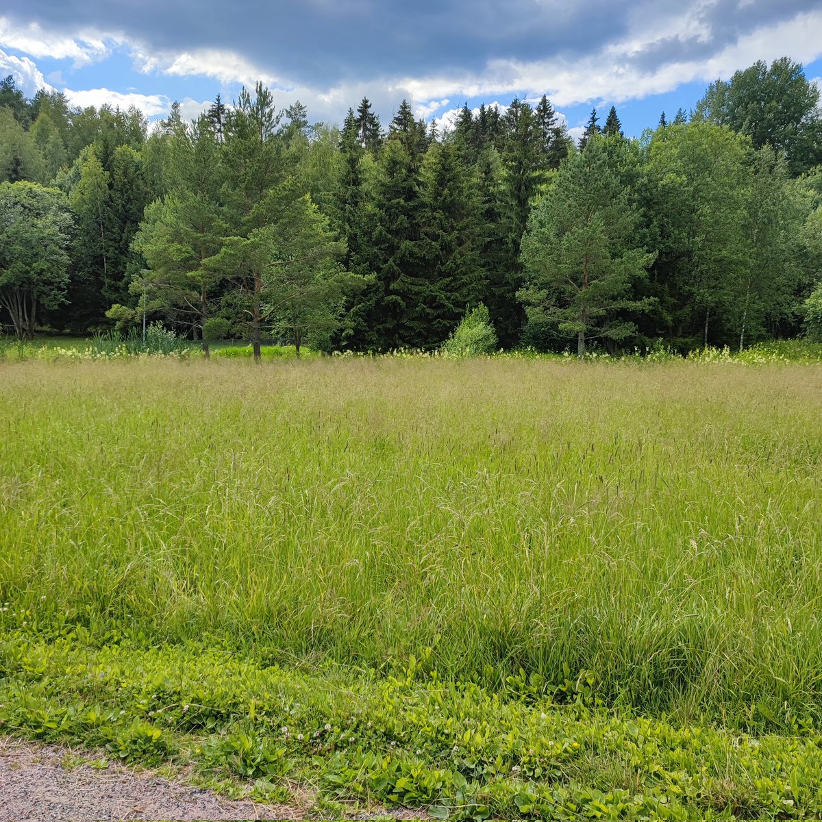 JohannaHellste2's tweet image. Arvostan kotikaupunkiani @VantaanKaupunki tästä: kylässämme on niitetty vain pieni soiro tien vierestä, muu on jätetty niityksi ja apilamättäiksi. ❤️ #pölyttäjät #vantaa