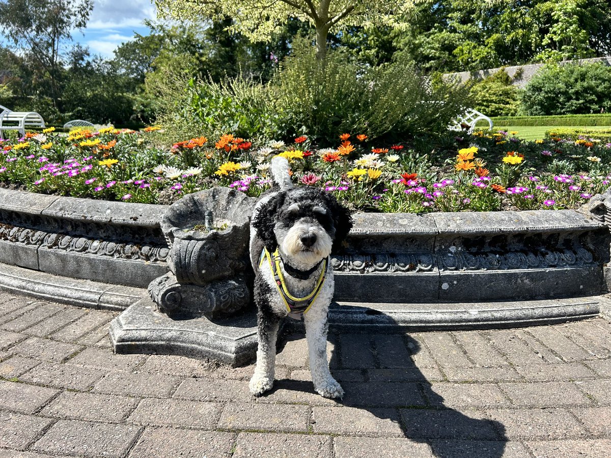FMClarke1's tweet photo. Lunchbreak walk with my favourite 💙 https://t.co/GhYrphBaao