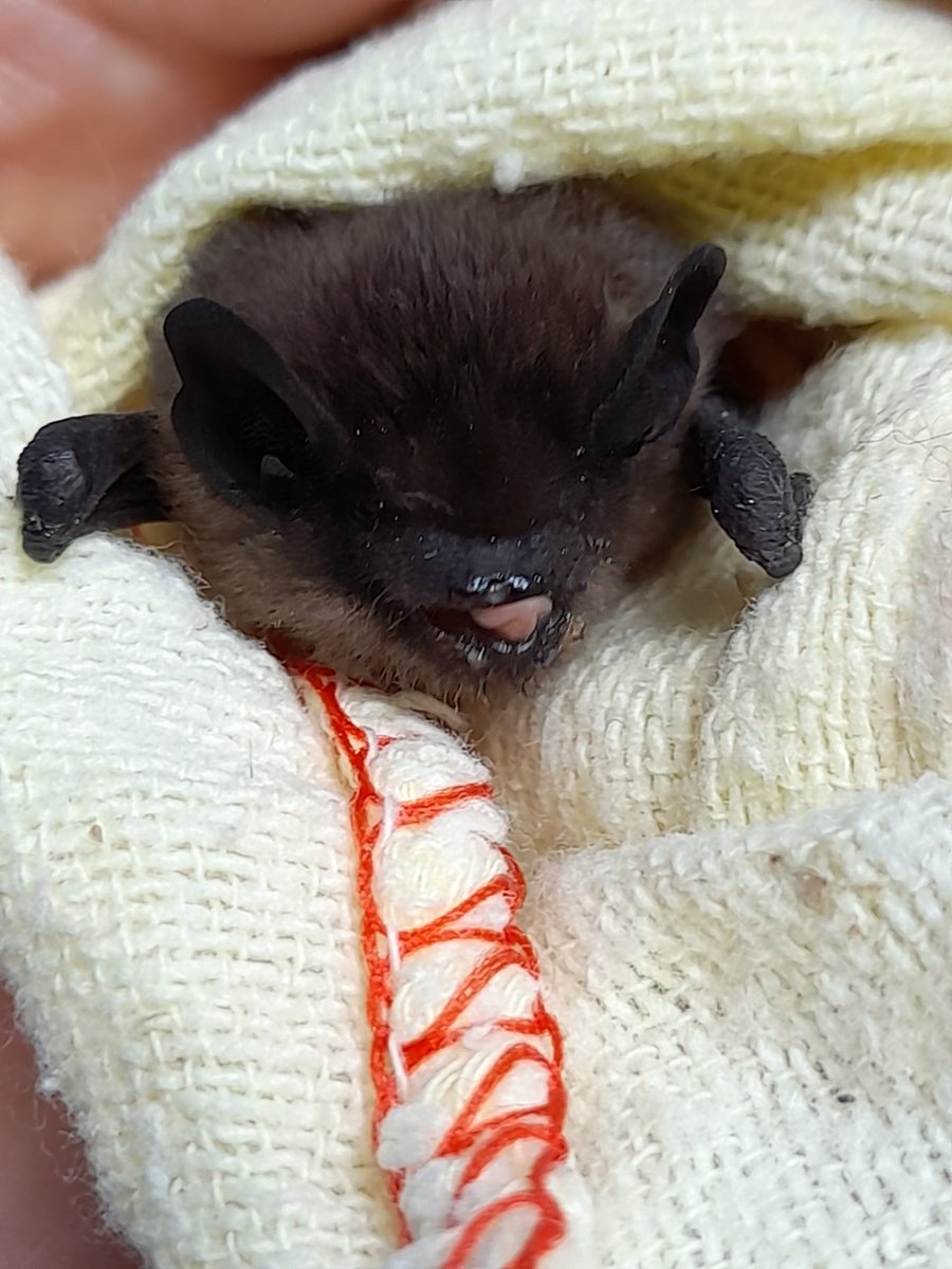 Didn't expect to be rescuing bats today!  #OldHabitsDieHard