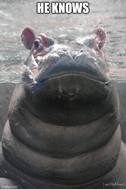 GethOverlord's tweet photo. @CincinnatiZoo https://t.co/yZWjghaYif