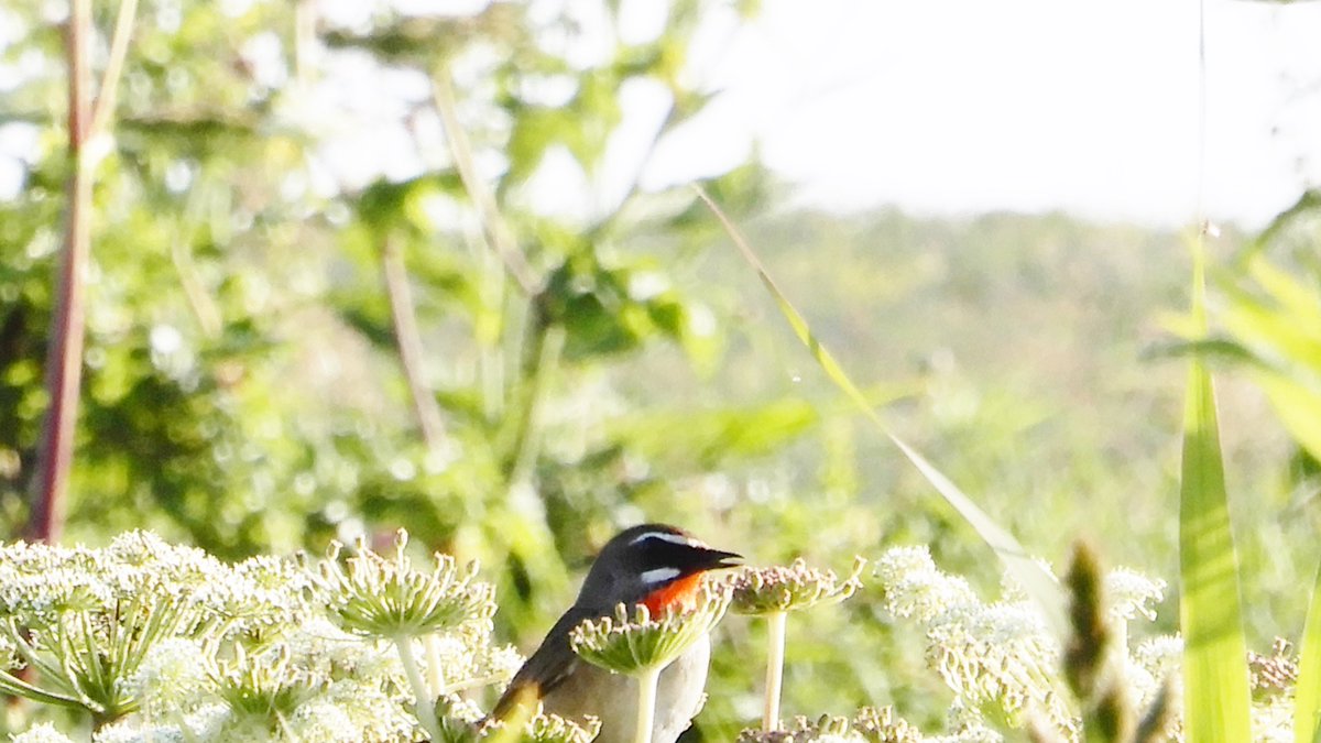 kaitopappa's tweet photo. #北海道の野鳥（7）#ノゴマ（浜頓別町 #ベニヤ原生花園 :2023.7.8）大雪山では、よく見かけていたけど、近所にはいない。久しぶり見たくなって、ベニヤ原生花園を訪れた。聞き覚えのある美しいさえずり。ノゴマだ。喉の朱色が目立つね。後の2枚。逆光だったのが残念。 https://t.co/2dRwvnMCjc