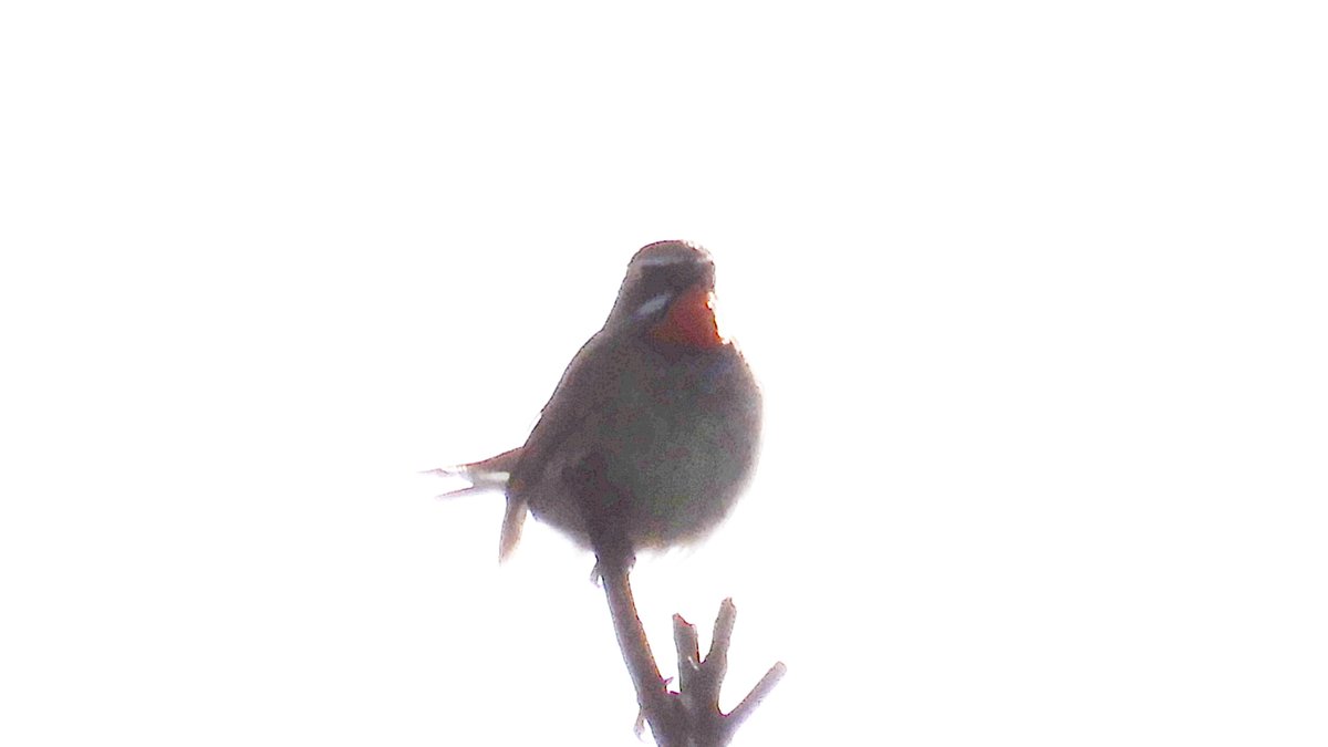 kaitopappa's tweet photo. #北海道の野鳥（7）#ノゴマ（浜頓別町 #ベニヤ原生花園 :2023.7.8）大雪山では、よく見かけていたけど、近所にはいない。久しぶり見たくなって、ベニヤ原生花園を訪れた。聞き覚えのある美しいさえずり。ノゴマだ。喉の朱色が目立つね。後の2枚。逆光だったのが残念。 https://t.co/2dRwvnMCjc
