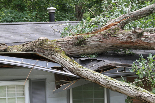 Caring_Cohen's tweet photo. Find out the extent to which #homeinsurance covers tree removal. #REtips  https://t.co/IIJ8ROvbn9 https://t.co/BIqaDeQc0v