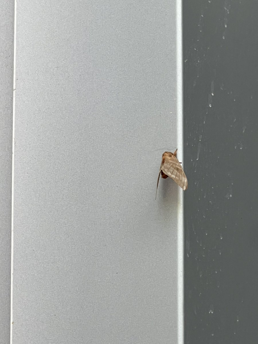 Samurai9723's tweet photo. D’ailleurs les guyanais, on est dans la période des papillons cendre là, donc faites attention si vous voyez ce genre de chenilles et ce genre de papillon.
On rappelle qu’ils provoquent notamment des démangeaisons.
#RTForAwareness https://t.co/Izs6a2nGQx