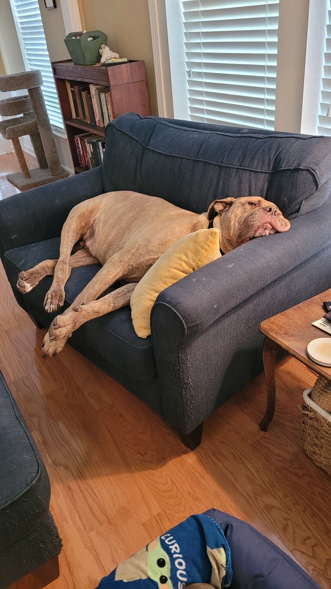 Ruff life for this doggo. @TheTattooedProf