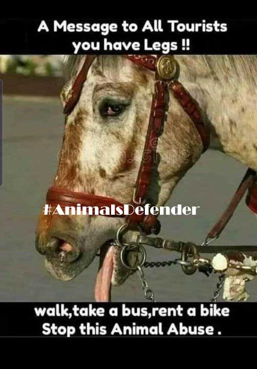 A #message to #All tourists
You have legs 🦿
Walk 🚶
Take a bus 🚌
Rent a bike 🚴
#StopAbusingAnimals
They are #not yours
Let #Horses live a life in dignity