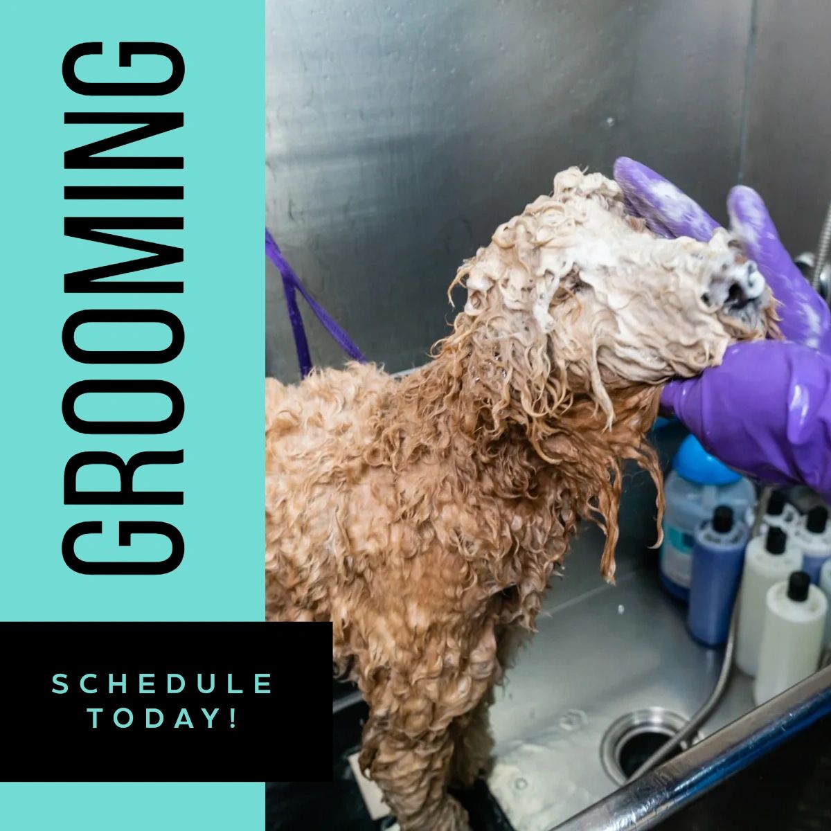 BSBlovesdogs's tweet photo. Give your pup that fresh-cut feeling! Our caring grooming staff offer years of experience and knowledge for all of your unique grooming needs. Learn more about our grooming services by visiting https://t.co/q6dADTT5Ob. #BoneSweetBone #VenturaBlvd https://t.co/3Dh4klMRuk
