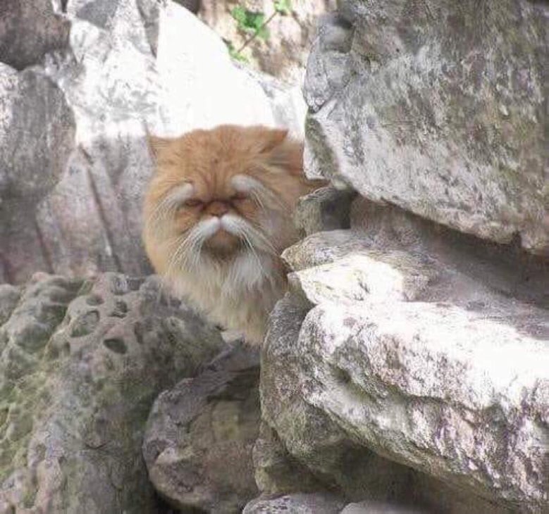 ᘓᓅɹ̤ȷɹɹ̈̇ɹ jlgɹ̇ tweet media