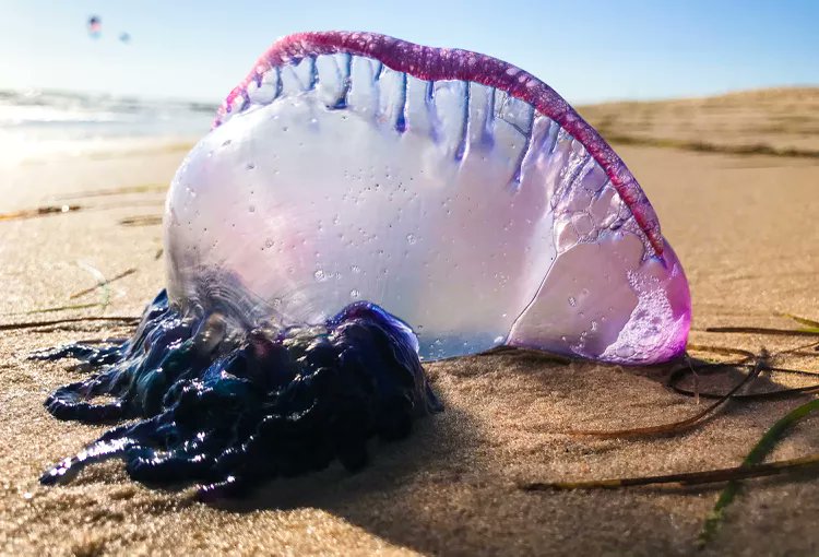 CESKenya's tweet photo. #HappyBiodiversityMonday! The Portuguese man o’ war (Physalia physalis) is often called a jellyfish but is a species of siphonophore, a group of animals closely related to jellyfish! It's sting is rarely deadly to people, it packs a painful punch and causes welts on exposed skin! https://t.co/lyLURTlWL2