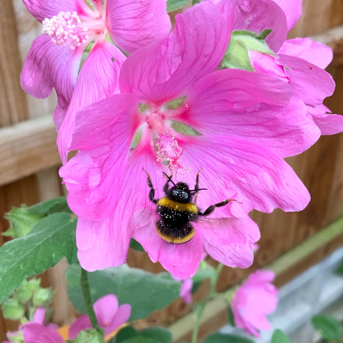 studio_grove's tweet photo. A photo I took yesterday of a busy bee gathering pollen from the lavatera in our garden. 
#bees #busybee #bumblebee #beesneedsweek #pollinators #insects #wildlife #nature #flowers #lavatera #gardenflowers https://t.co/lnf81ExXZY