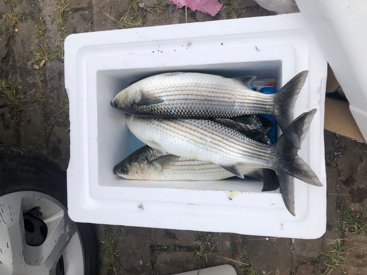 fieraproject's tweet photo. Back to the lab after a week full of sampling in the Fiera project.We started the week searching for mussels among the oysters and finished it finishing some mullets.  Will we find plastics in these animals? Sadly our coast were full of them. https://t.co/A3tF5eVuo5