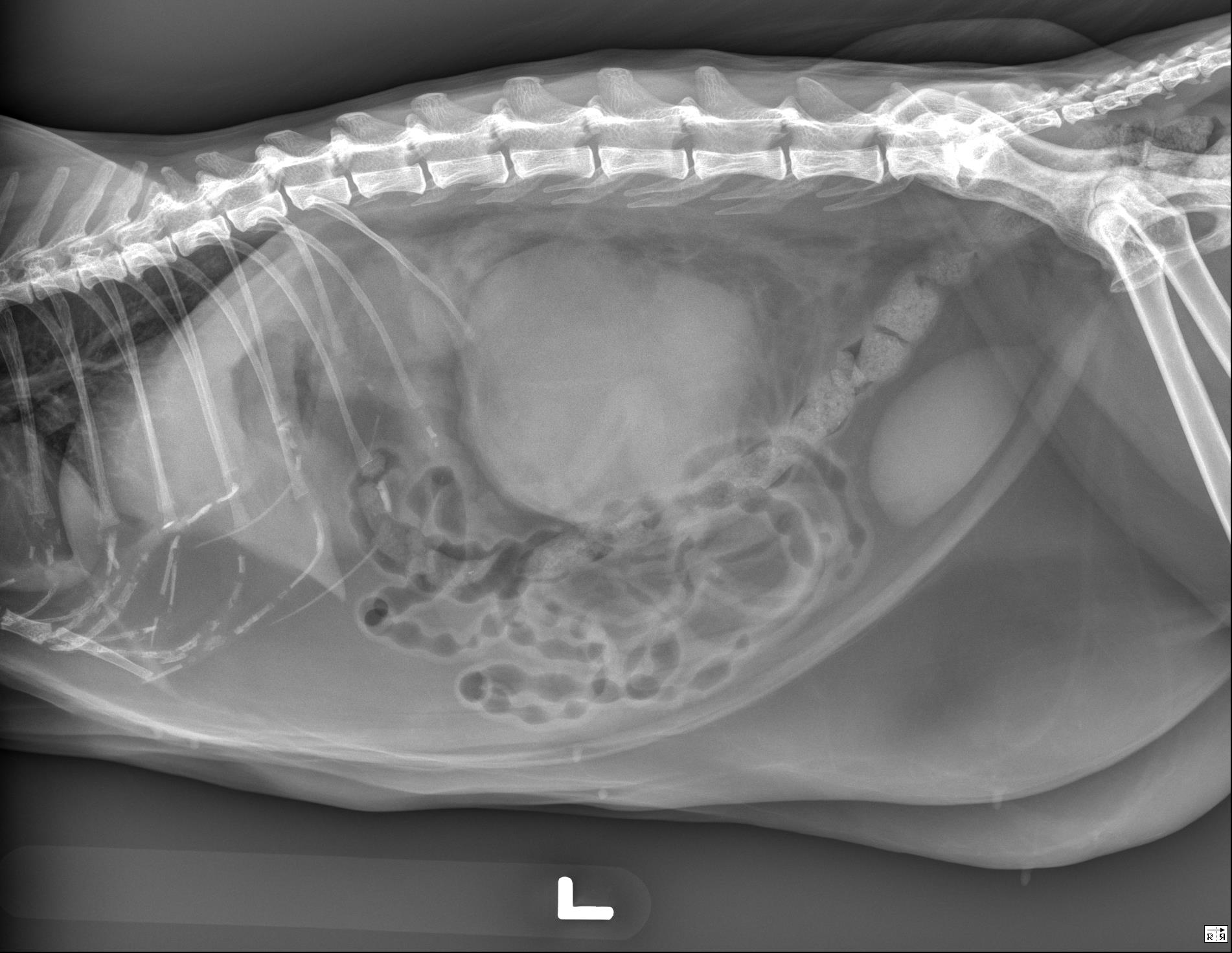 Veterinary Radiology On Twitter Hello Everybody The Case Of The Week Is A 12 Year Old Cat