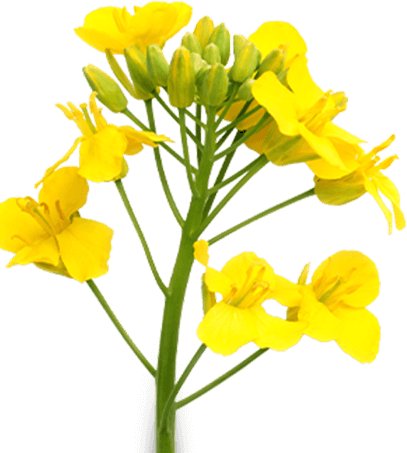 We have a new addition to our Miravis® family of fungicides! Welcome Miravis® Star.
With two active ingredients – including the only Group 12 in a Sclerotinia fungicide – for long-lasting and comprehensive level of disease protection for your canola. bit.ly/3XLufwZ