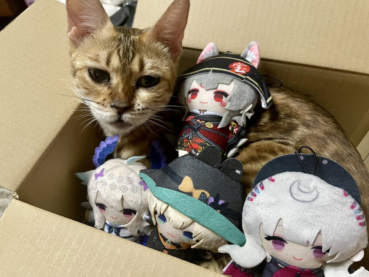 hareharedaze's tweet photo. She will keep Ethyria safe from now on now that they’re home 🐈(not just because she loves this box that they came with lol)

#ETHYRIA4EVER #NinaKosaka #MillieParfait #EnnaAlouette #ReimuEndou https://t.co/jsQD99zl4Z