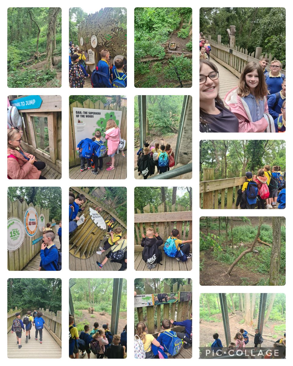 We're going on a bear hunt 🐻🐻 

We found bears, wolves and wolverines! 
@wild_place <a href="/Blackwood_PS/">Blackwood Primary</a>