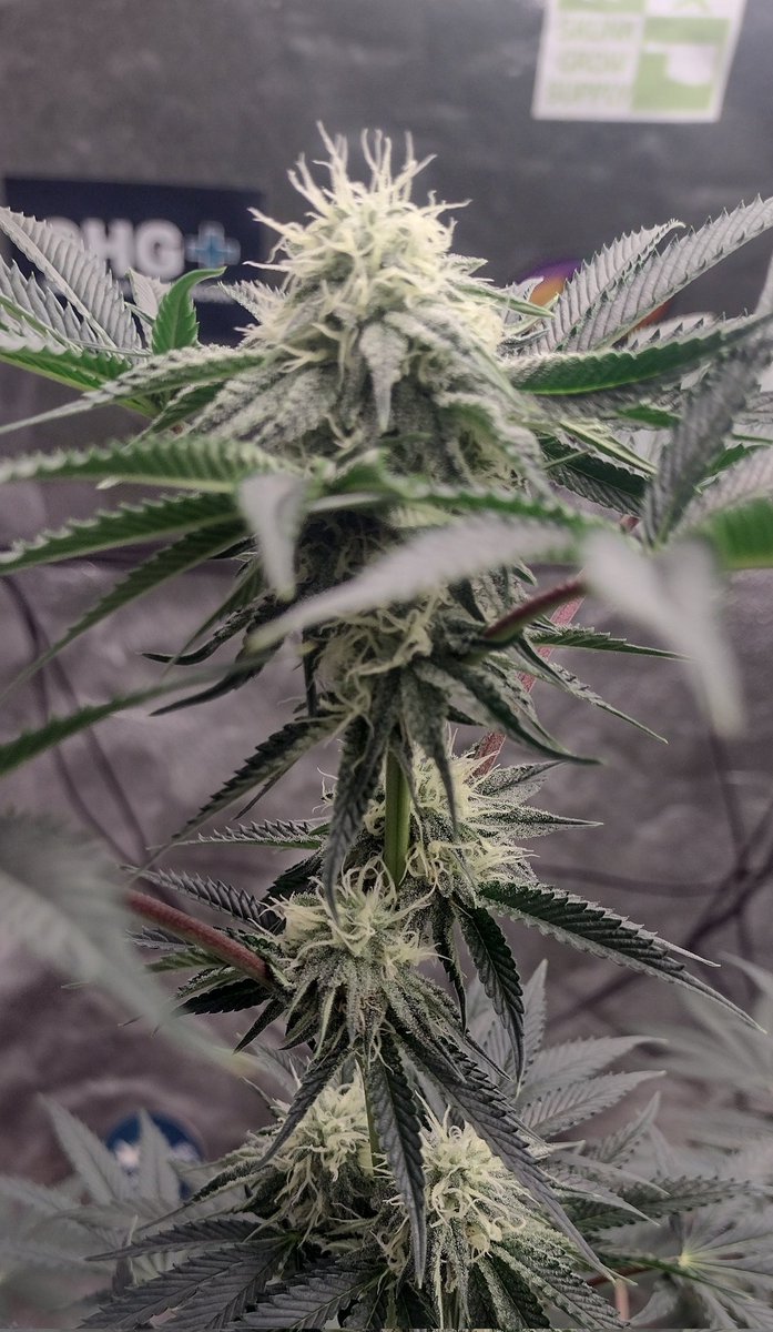 DjVisionaire's tweet photo. @Raw_Genetics_ ππ₯§ Testers End of Week 4 going into week 5 of flower under the @MarsHydroLight #Tsl2000 & #Tsw2000 using @iBEX_Nutrition #KidCatapult & @BuildASoil
#growyourown #CannabisCommunity #420community #StonerFam #RawGenetics #SeedTesters #RainDough #MarsHydro #Weedmob https://t.co/9gPSifbJ49