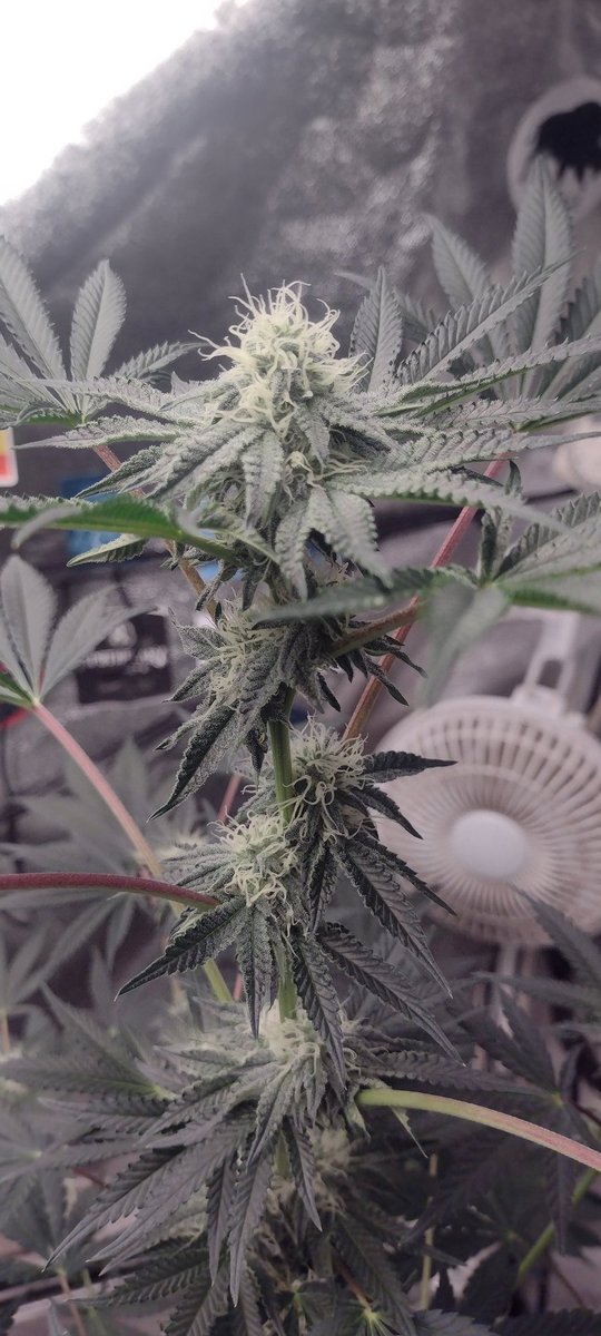 DjVisionaire's tweet photo. @Raw_Genetics_ ππ₯§ Testers End of Week 4 going into week 5 of flower under the @MarsHydroLight #Tsl2000 & #Tsw2000 using @iBEX_Nutrition #KidCatapult & @BuildASoil
#growyourown #CannabisCommunity #420community #StonerFam #RawGenetics #SeedTesters #RainDough #MarsHydro #Weedmob https://t.co/9gPSifbJ49