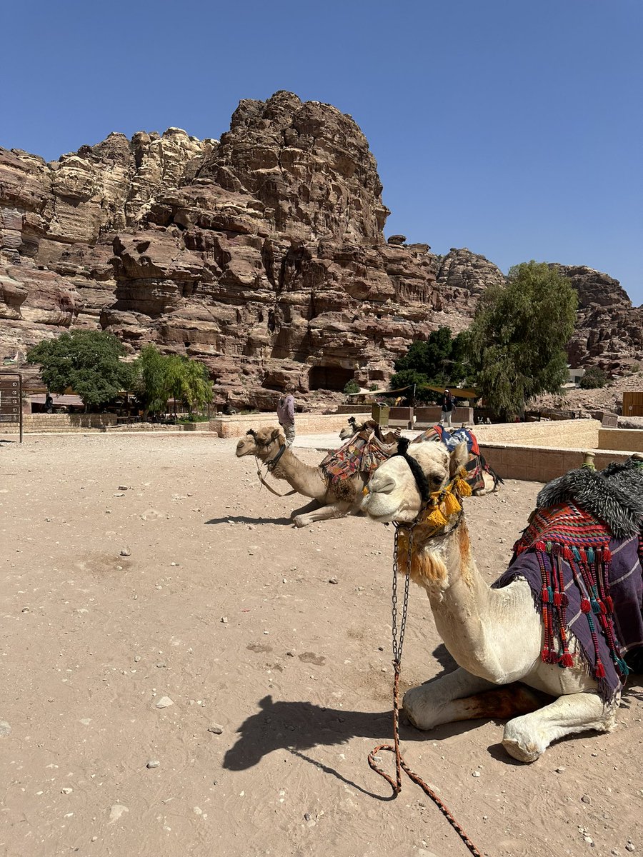 𝐇𝐚𝐦𝐚𝐝 🌕 tweet media