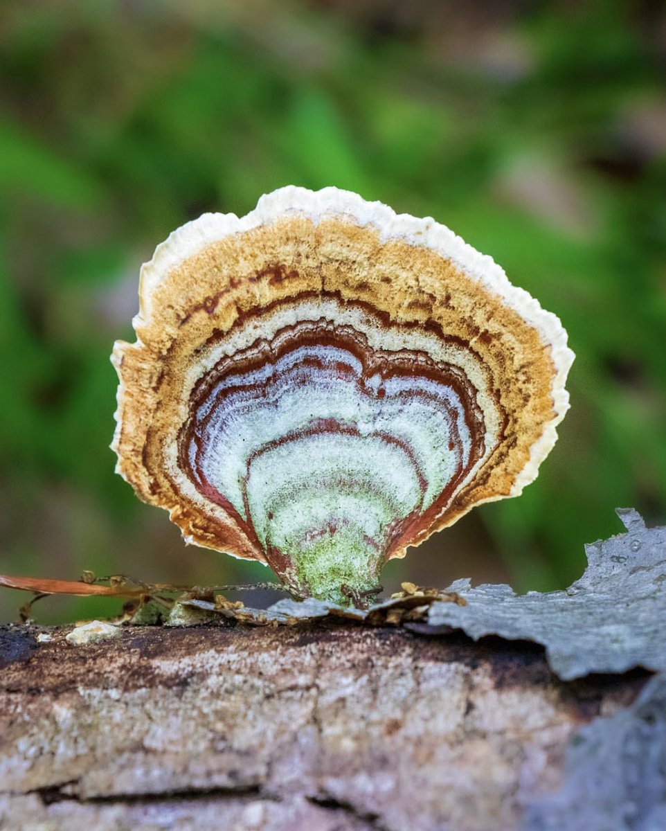 PlantSnap tweet media