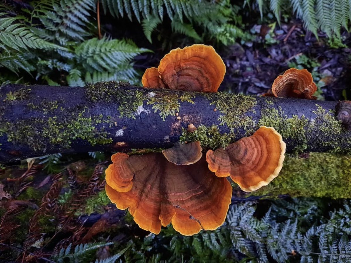 PlantSnap tweet media