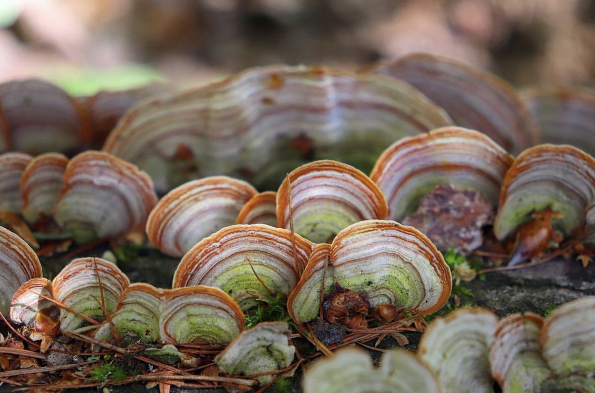 PlantSnap tweet media