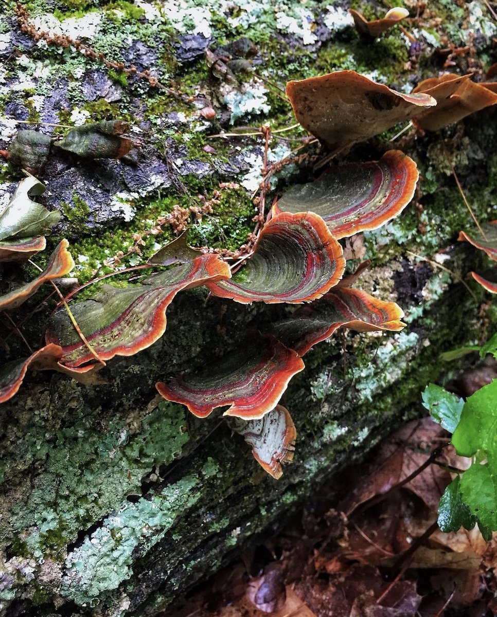 PlantSnap tweet media