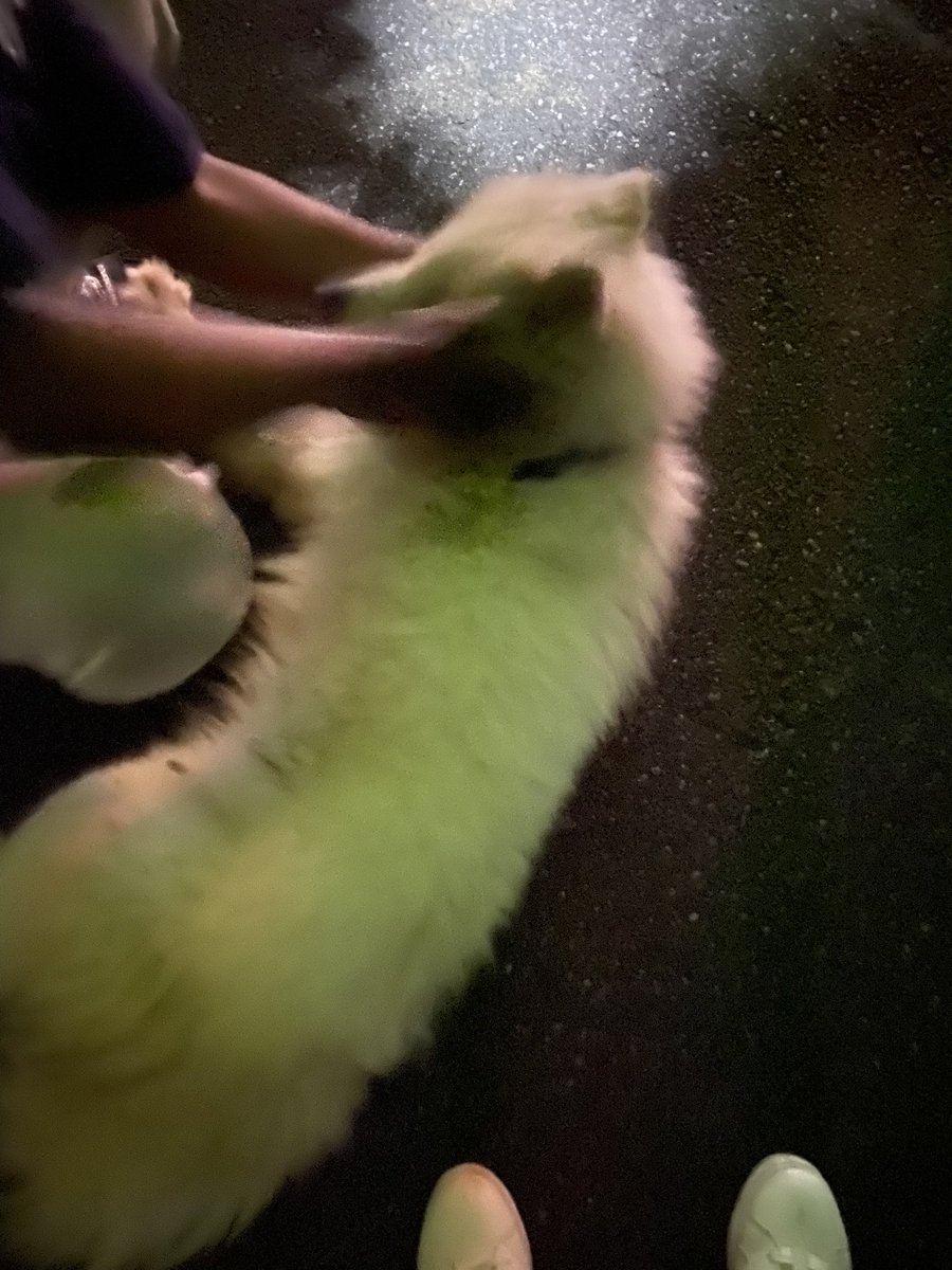 kevinyoshiko's tweet photo. 迷子犬発見！
白くてフワフワした 大型犬
お心あたりあるかた

千葉県鎌ケ谷市で 保護してます https://t.co/bOXRr4DrYG