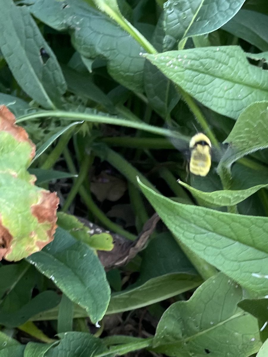 New yard bumble bee 😍😍😍

Saw this big B. fervidus from like 20 ft away, asked partner her phone (“ahhhhhh good bee can I have ur phone???”), and raced over for a pic. 

Up to 8 species now—still need Lemon Cuckoo (B. citrinus) but then the pickings will get real slim.