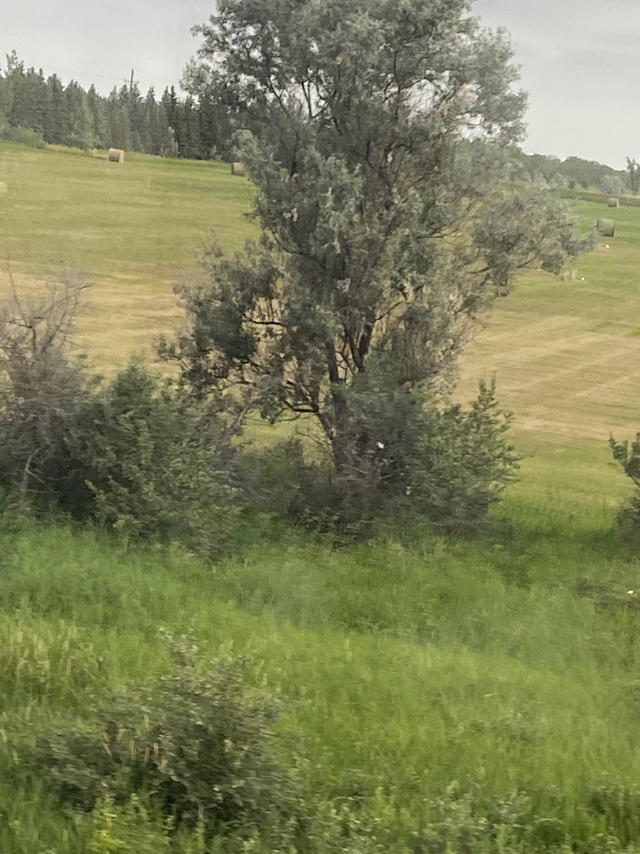 Dr Tracey Lynn Perez Koehlmoos tweet media