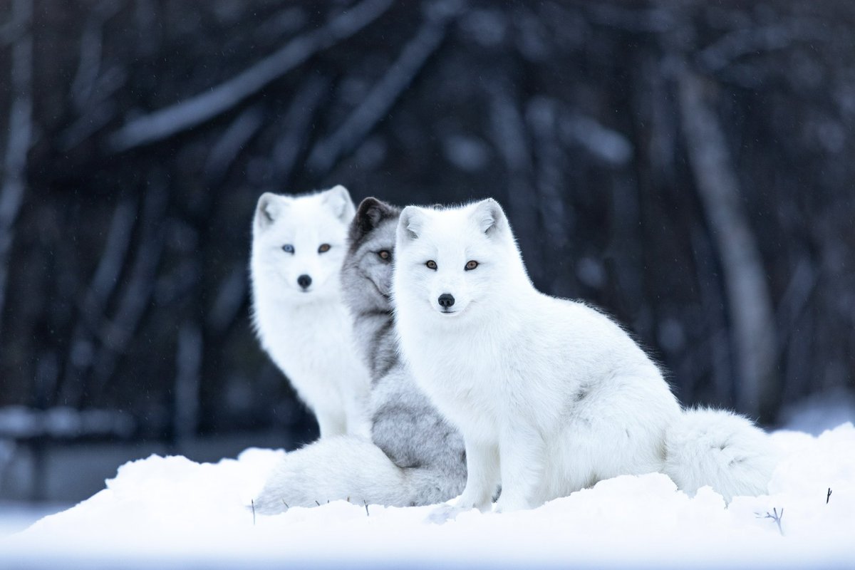 PHOTOGRAPHERS 📸

Show your best #WILDLIFE photos 🐾

Im retweeting 🔂