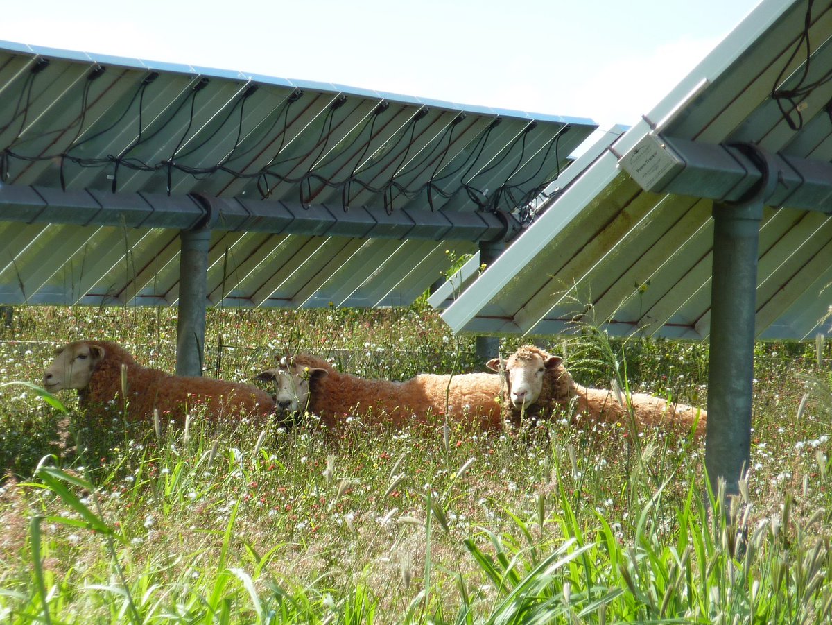 #solarenergy , if sited more deliberately, could yield multiple benefits. Clean electricity, #cleanenergy jobs, #pollinators  &amp; wildlife habitat, #carbonsequestration, improved water quality, more #climateresilience &amp; added income for rural landowners. 
bit.ly/3NROJ2W