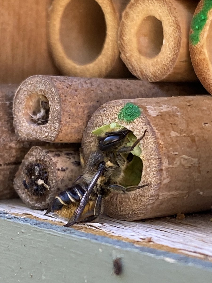 Does anyone notice at night, most #solitarybee sleep upside down in their prisms? Ive noticed this across 4-5 years when Ive gone out at night to see is staying in my bee houses. Is there any science research behind this @LChittka ? #solitarybeeweek #redmasonbee #leafcutterbee