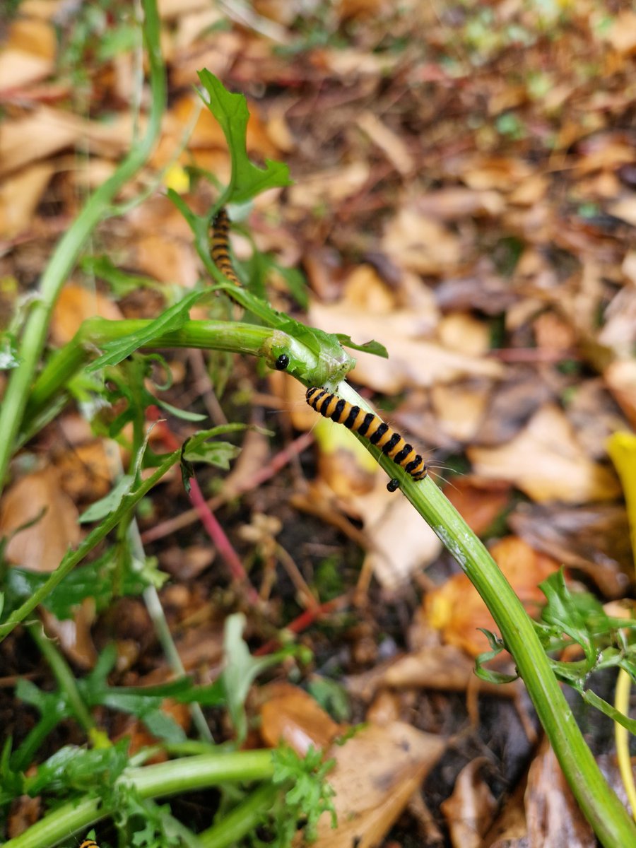 Spotted near the Leechwell in Totnes this weekend 👀 some Cinnabar moth caterpillarss, munching on their favourite cuisine: ragwort. 🐛