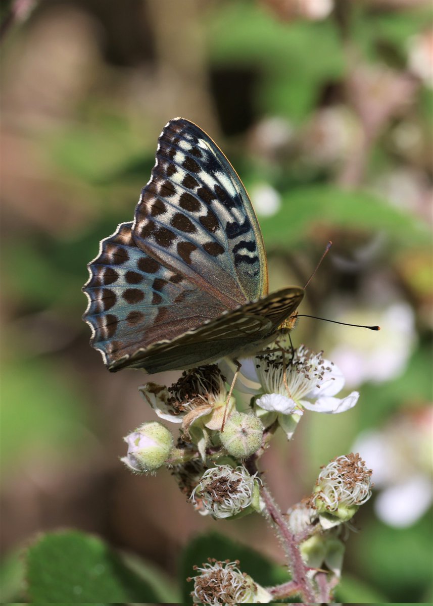SimonDe57626653's tweet photo. A morning out looking at butterflies. The Hairstreaks are remaining stubbornly elusive. However this "blue" coloured Valensina type, Silver Washed Fritillary stole the show. https://t.co/ox3kLVjAHa