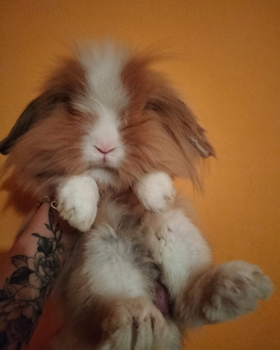 kobalas's tweet photo. Sert cocuktur kendsi ..☺️
#Barney 

https://t.co/g9DwgeySFq https://t.co/1KssI6fLDF