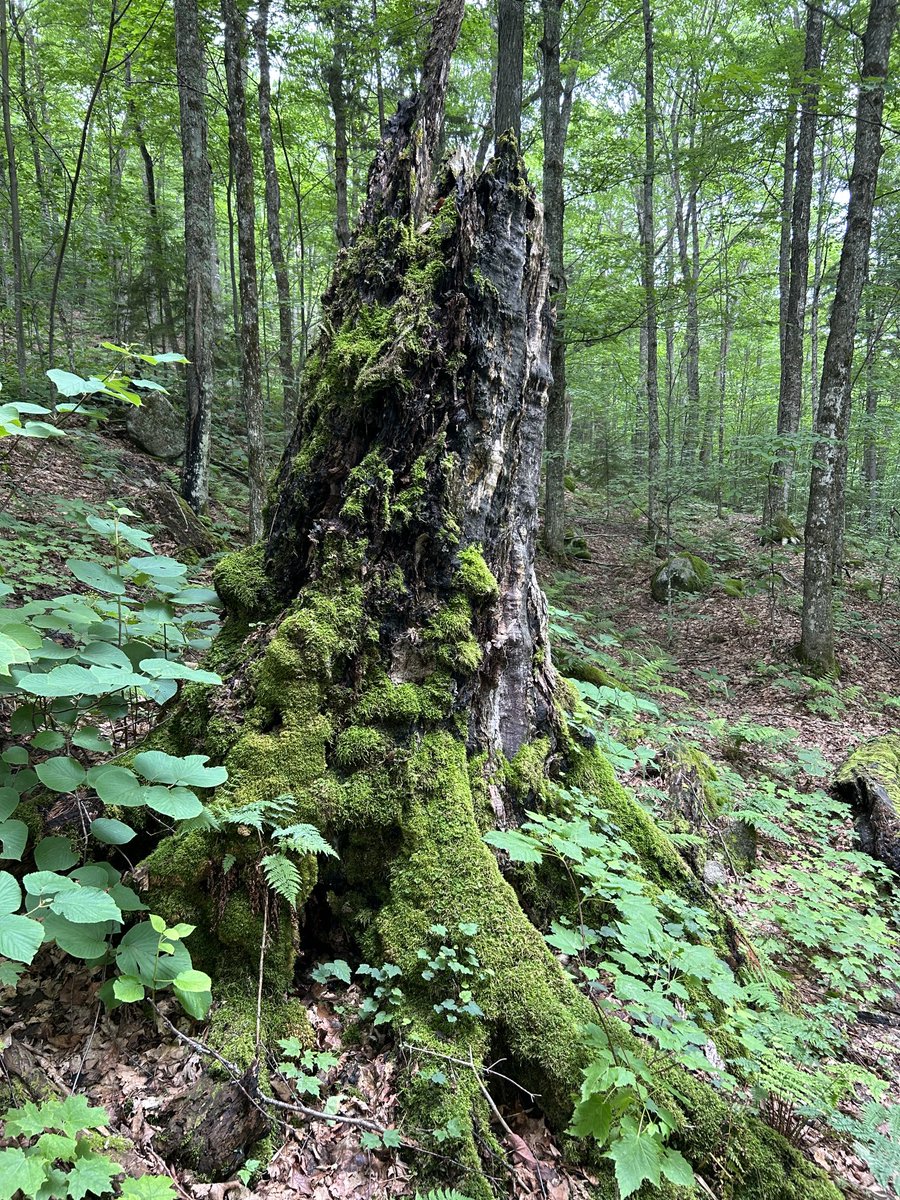 All the green. #getoutside #adirondacks