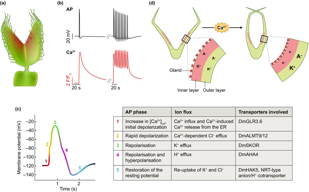Another nice Tansley Insight in the pages of our colleagues at @NewPhyt : 'Demystifying the Venus flytrap action potential' nph.onlinelibrary.wiley.com/doi/full/10.11… 'All plants are electrically excitable, but only few are known to fire a well-defined, all-or-nothing action potential.'
