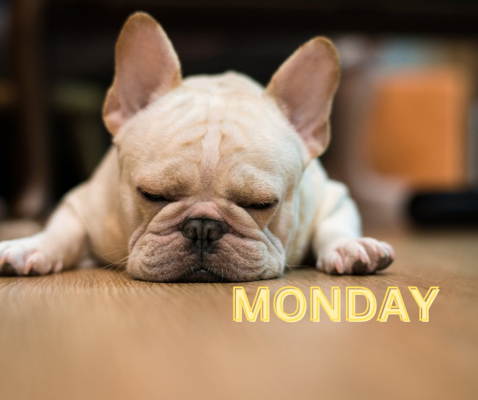 jimmorris1001's tweet photo. Time to rise and SHINE! It's MONDAY! Drop a suggestion in the comments on how you start your week off motivated! #monday #motivation #happymonday https://t.co/XeZroJ5X7n