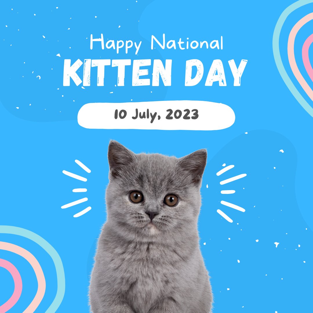 Happy National Kitten Day!! Share a picture of your kitten in the comments below. 🐱🐾🐈

MadisonHallApts.com
#makemadisonhallhome #madisonhall #apartments
#clemmonsnc #clemmons #nationalkittenday