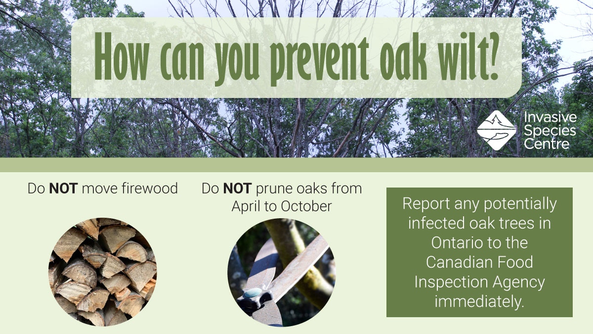 InvSp's tweet image. Oak wilt can be spread aboveground by spores &amp;amp; sap beetles. These spores can be hiding in firewood and attract sap beetles at the site of fresh wounds. Don't move firewood, and don't prune trees when these beetles are active from April-October. Learn more: bit.ly/2ZGOYFn