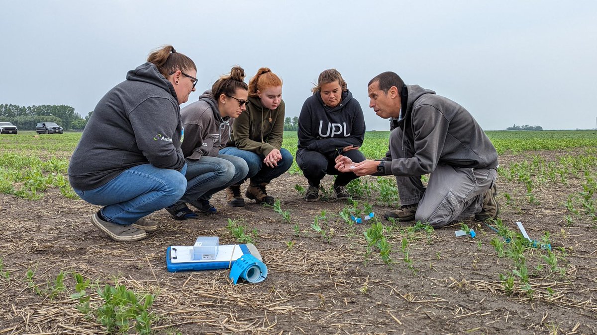 We're grateful to work with #NewEraAgtechnologies to #DNAtest our new, #nonGMO varieties of #plantprotein crops -- making the next generation of #plantbased #ingredients more #clean, #nutritious, #affordable and #delicious.  #yellowpeas #Manitoba. 
Photo Credit: <a href="/NoamOfran/">NoamO</a>