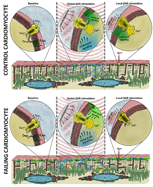 CircRes's tweet photo. Sanchez-Alonso et al demonstrate functional coupling between #β2AR &amp; #LTCC in cardiomyocytes &amp; this is linked to #Cav3 &amp; #CaMKII, present in rodents &amp; humans &amp; disrupted in #HF. https://t.co/NHMp7An52T 
@lau_fed @JLSanchezAlonso @ImperiaNHLI https://t.co/4bU1WzwiSi